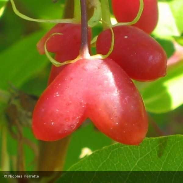 Mirtilo fruto vermelho em forma de CORAÇAO  Apenas envios