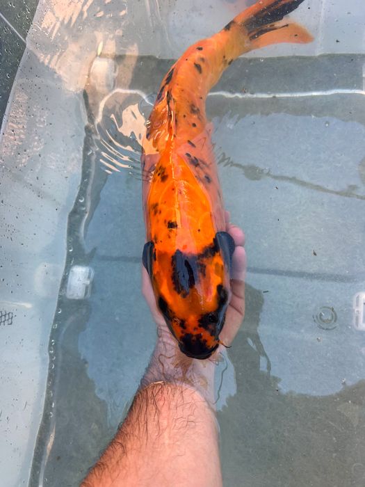 Carpa de grande quantidade