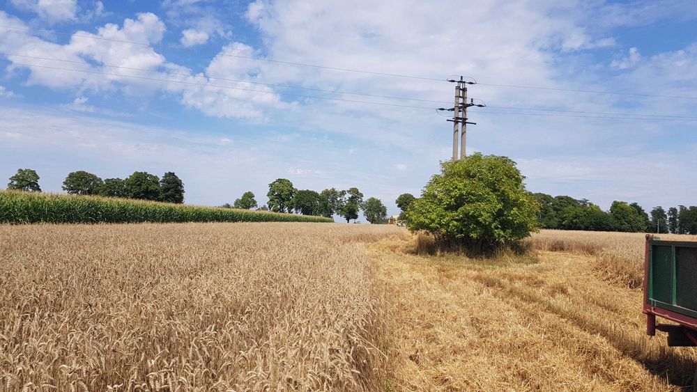 Sprzedam pszenicę ozimą