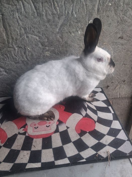Samice kalifornijskie czarne