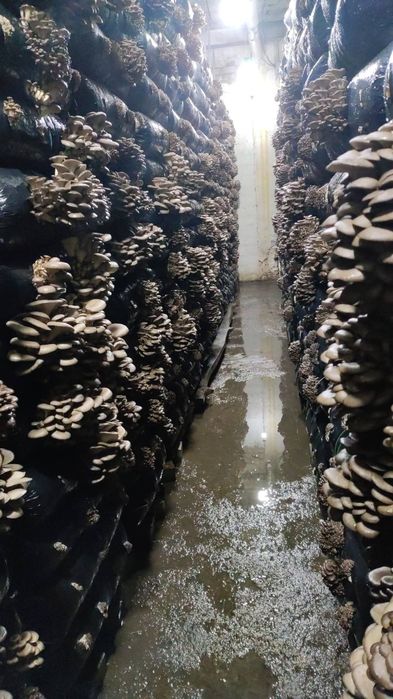 Зарощенные грибные блоки вешенки