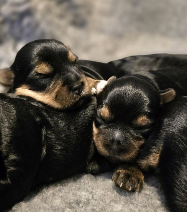 Yorkshire Terrier Szczeniaki