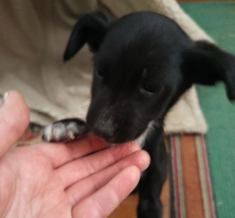 Віддамо цуценят 3 місяці у добрі руки