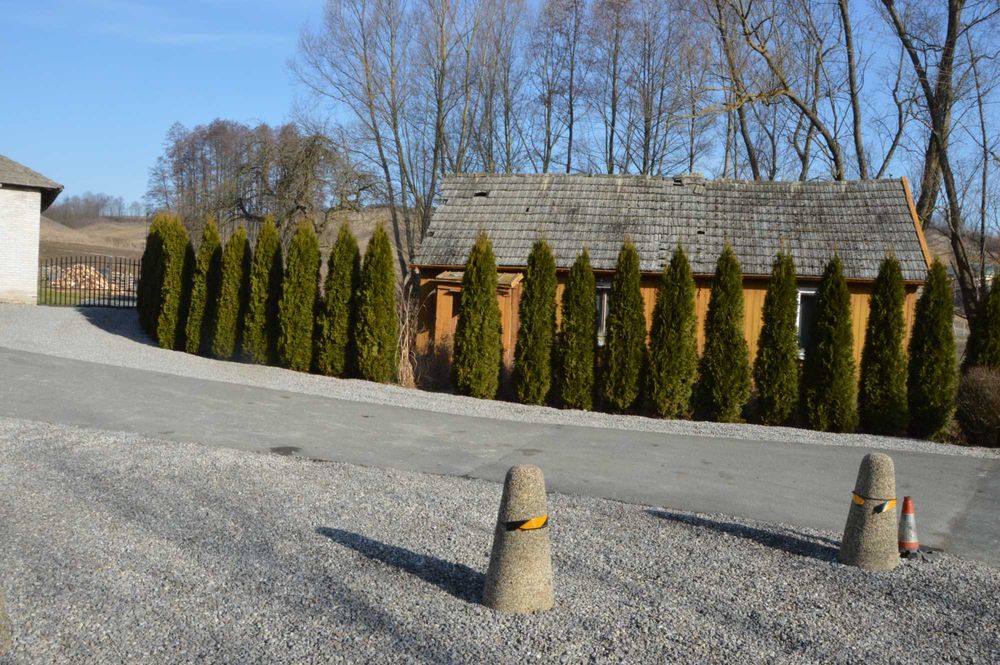 Tuja szmaragd doniczka 5 litrów wysokość tui 130-160 cm