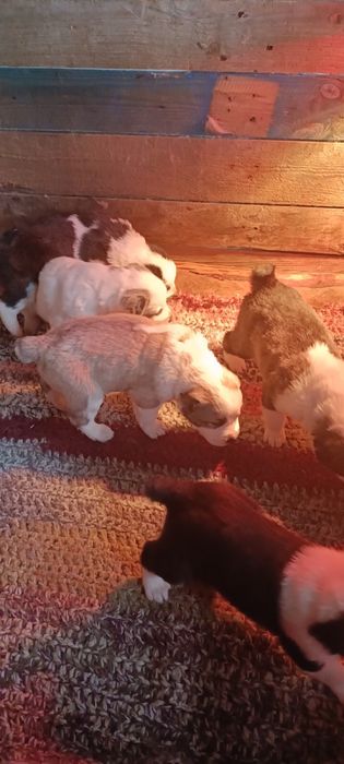 Алабай. ДЛЯ ВЯЗКИ!!!