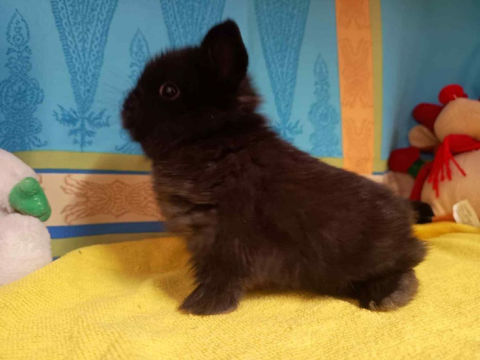 Sprzedam króliczki mini loop mini lop niebieskookie