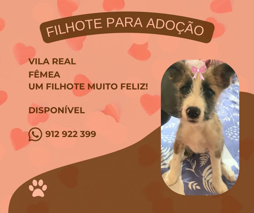 Filhote, fêmea para adoção