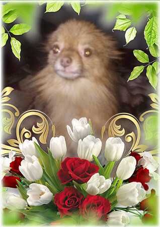 В'язка міні  шпіца померанского (лісічка)