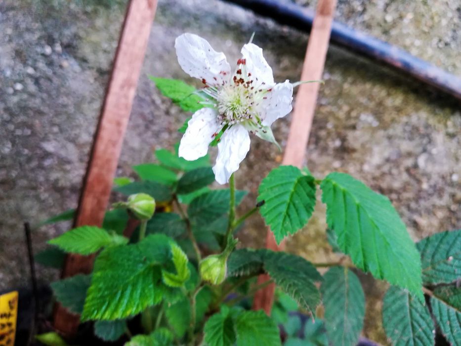 Framboesa Chinesa - Rubus Hirsutus