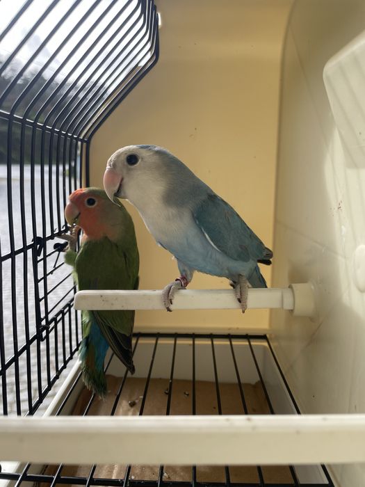 Casais agapornis longfeathear