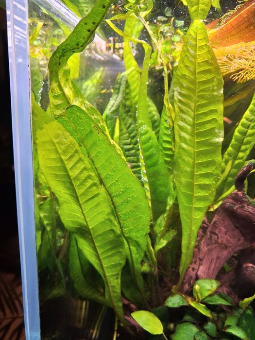 Roślinki do akwarium