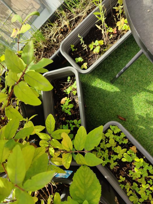 Duża ilość doniczek prostokątnych balkonowych+uchwyty