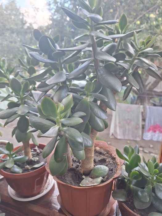 Красула, товстянка,  грошове дерево