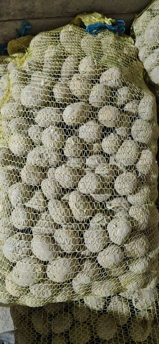 Ziemniaki sadzeniaki