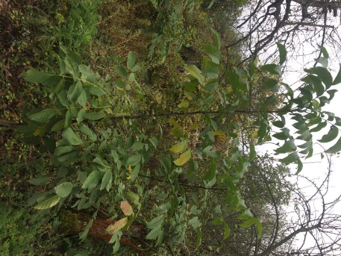 Саженцы грецкого ореха