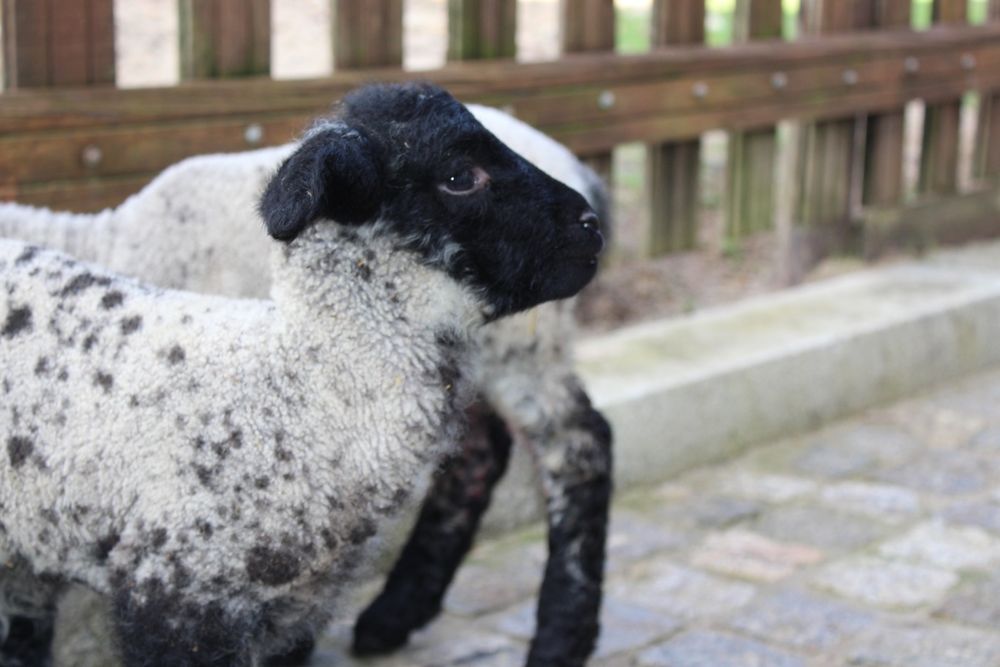 Ovelha sulfok com 3 crias