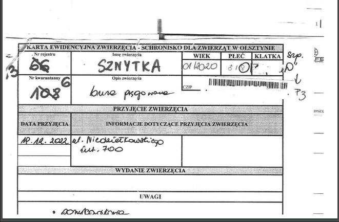 Sznytka szuka domu