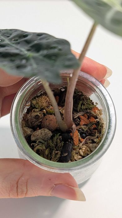 Alocasia Alokazja Polly Sadzonka