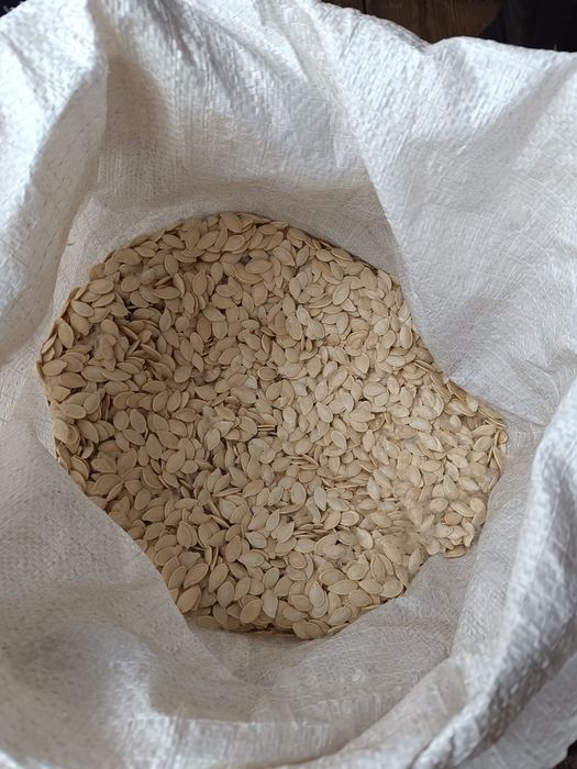 Гарбузове насіння, семена тыквы