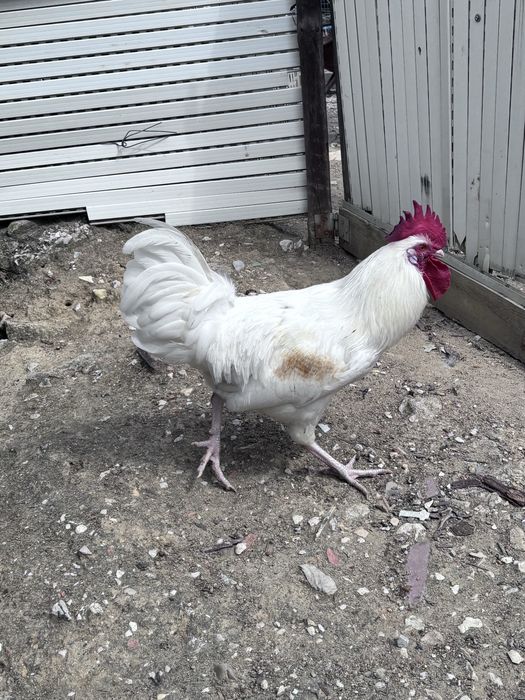 Galos leghorn e pedres portuguesa