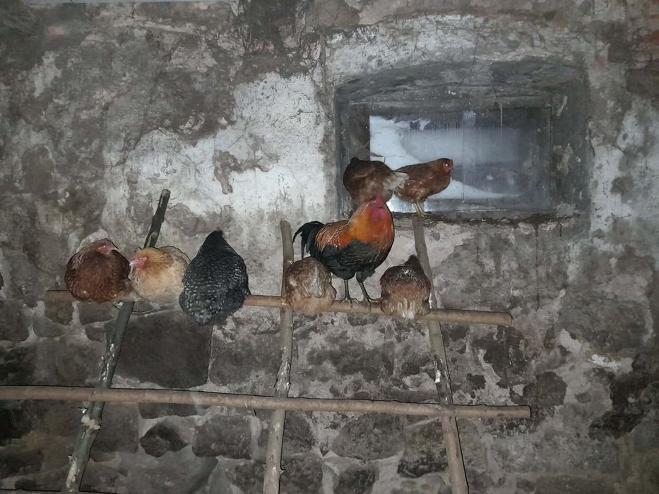 Sprzedam kury nioski