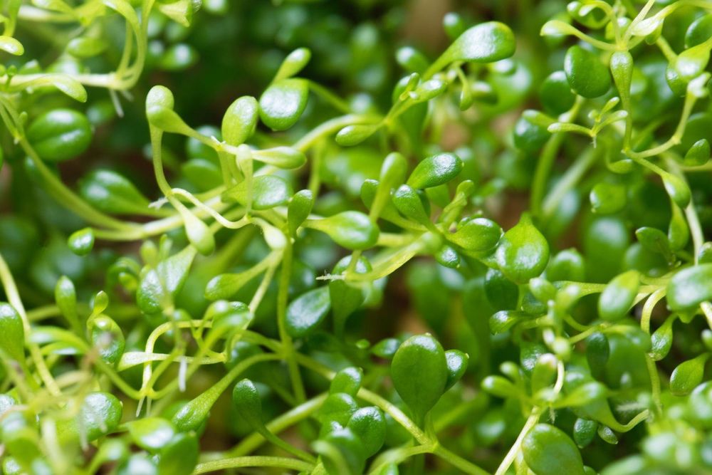 Glossostigma elatinoides – Planta Tapete para Aquário