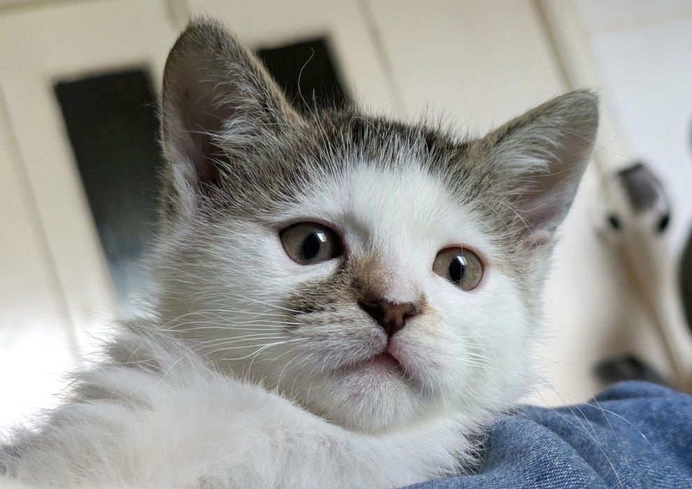 Кошеня, хлопчик, 2.5 міс.