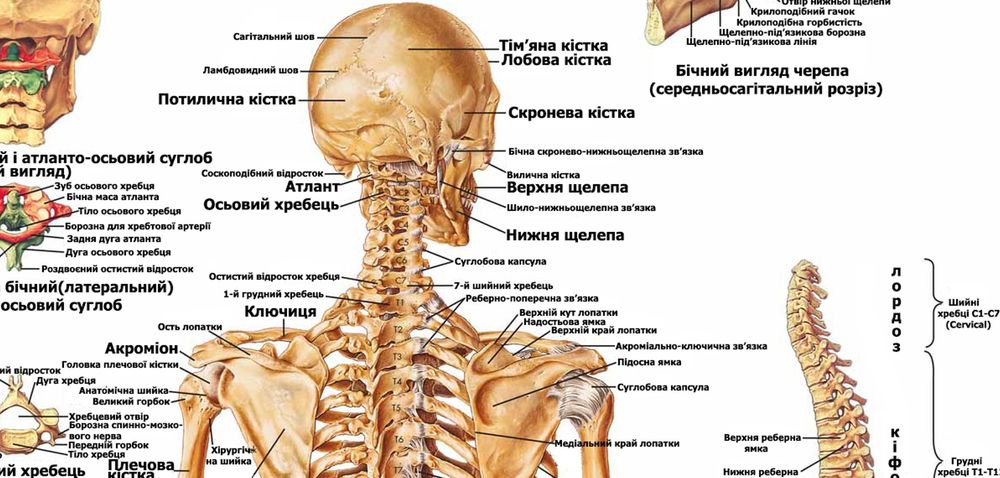 Анатомічний плакат ,,Скелет людини "50*64.5см