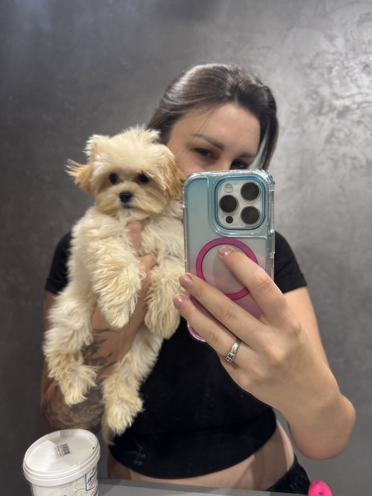 Мини малышка мальтипу