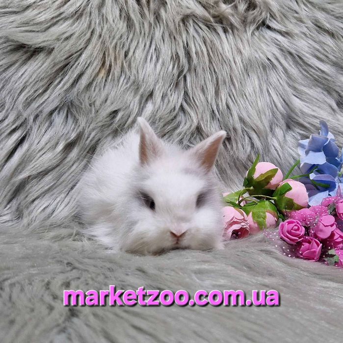 Продається кролик Lionhead | | 1 місяць | Мармуровий окрас