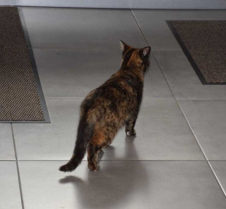 Gatinha para doação responsável