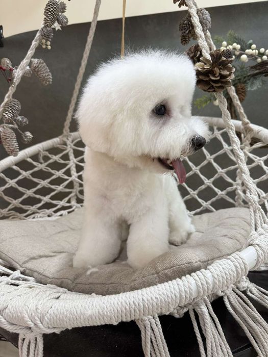 Бишон  фризе  девочки