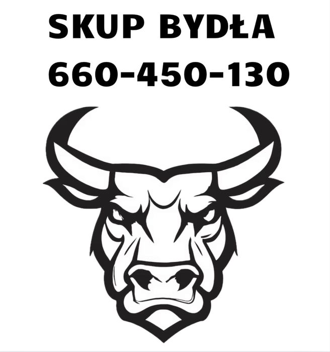 Skup bydła krowy byki jałówki