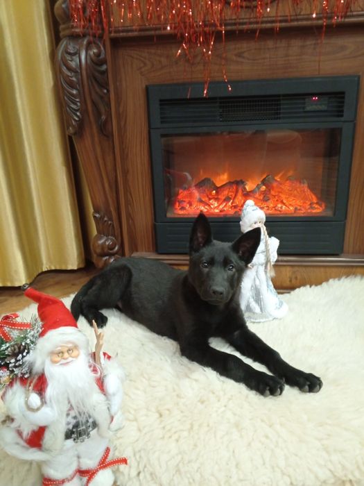 Щенки черной немецкой овчарки