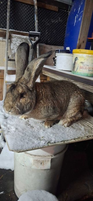 Kroliki BOS olbrzym belgijski