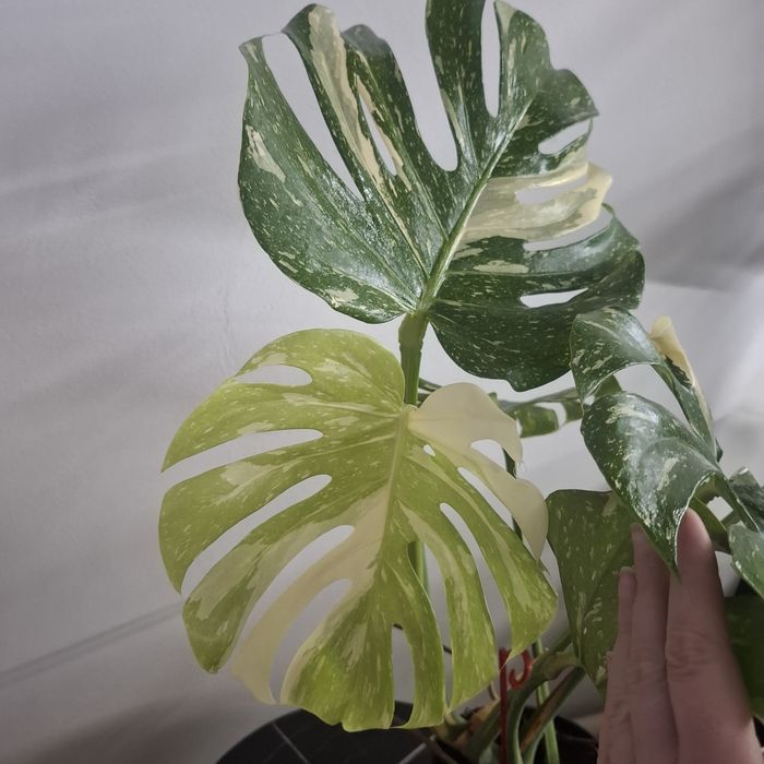 Монстера Тайське сузір'я