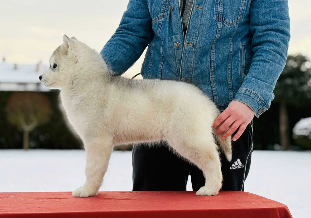 Siberian husky piesek ZKwP
