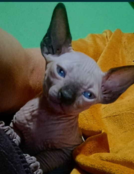 Сфинкс красавчик приглашает принцессу для вязки