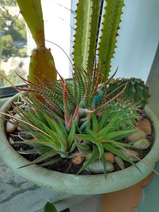 Хавортія кімнатна рослина