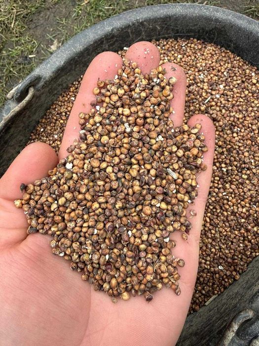 Sorgo czerwone LUPUS I RUBINUS