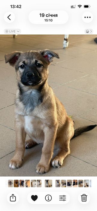 Собака в добрі руки