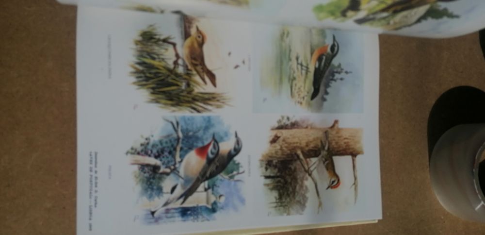 A propósito de caça. João Maria Bravo