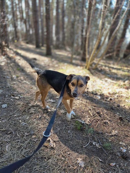 LOJD - Schronisko dla Zwierząt w Ostródzie