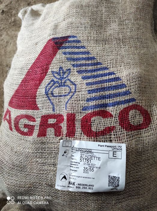 Насінєва картопля рев'єра 1 репродукції бульба, насінева картофель