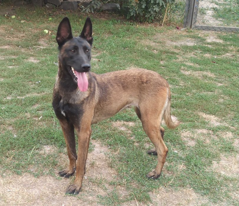 Бельгійська вівчарка