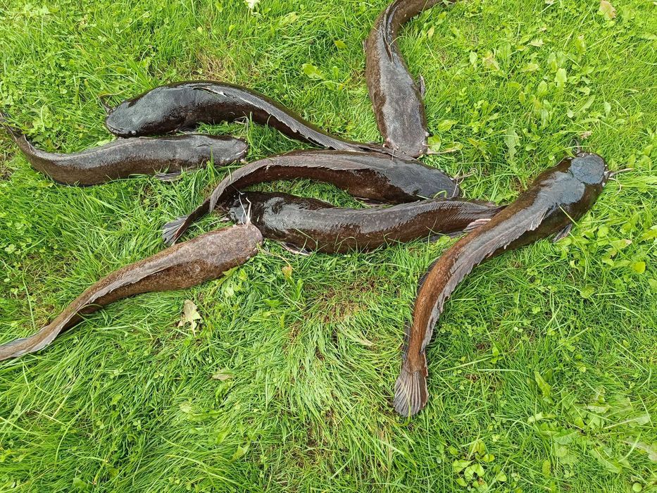 Sum Hurt od 50kg cały rok