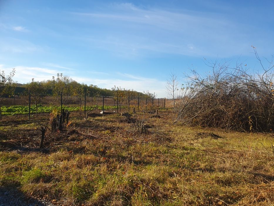 Віддам гілки з плодових дерев