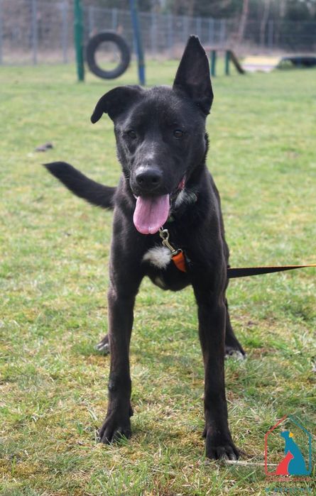 Sila 234/24 - SZUKA DOMU!