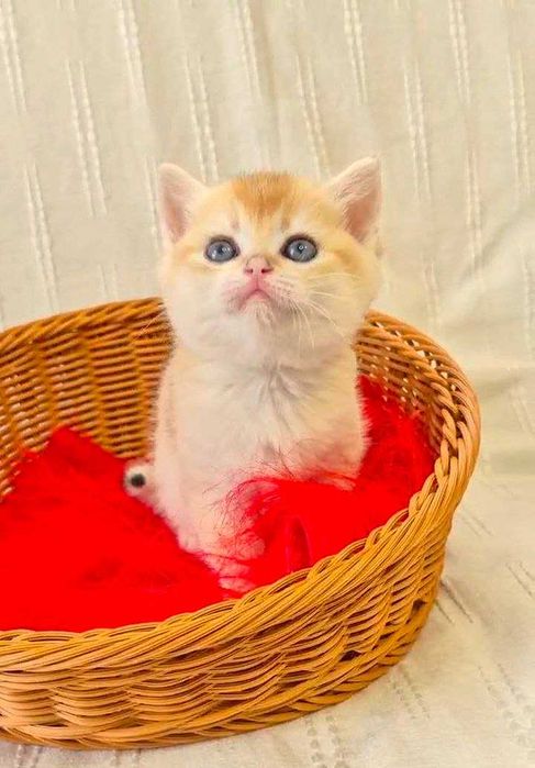 Шотландские котята (ЗОЛОТАЯ ШИНШИЛЛА)