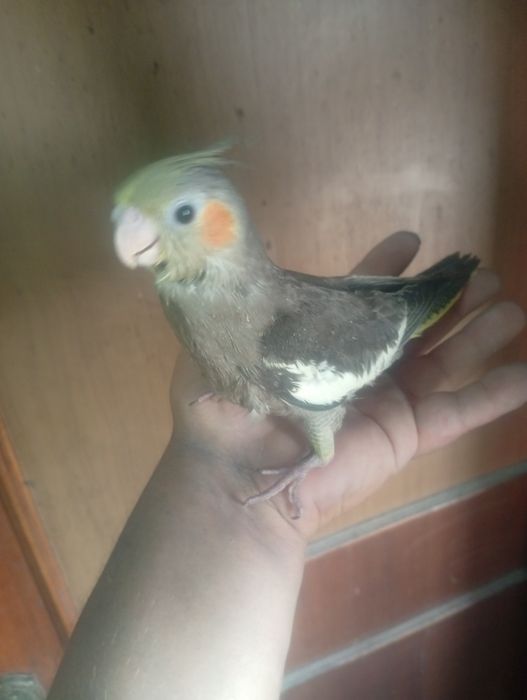 Aves domesticadas